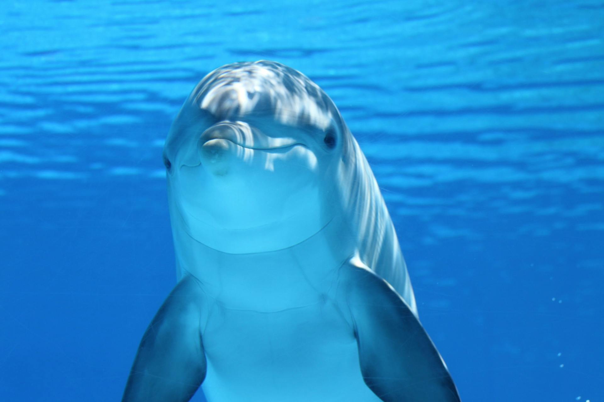 Foto de Pixabay: https://www.pexels.com/es-es/foto/lindo-delfin-bajo-el-agua-64219/
